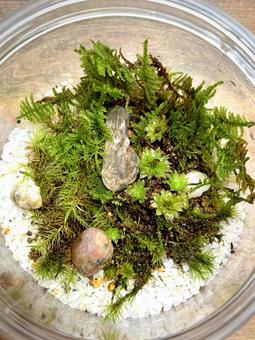 コケリウム 02 コケリウム,苔,モスの写真素材