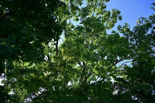 夏の木漏れ日 夏の木漏れ日 木,自然,風景の写真素材