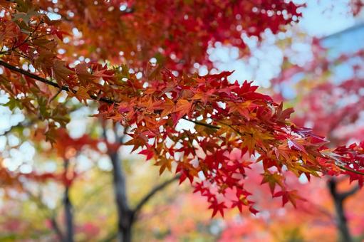 紅葉の枝先 紅葉の枝先 紅葉,もみじ,クローズアップの写真素材