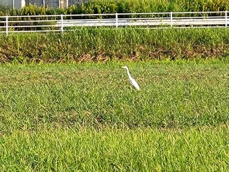 広場に舞い降りたさぎ001 広場に舞い降りたさぎ001 佐倉ふるさと広場,畑作,田植え後の写真素材