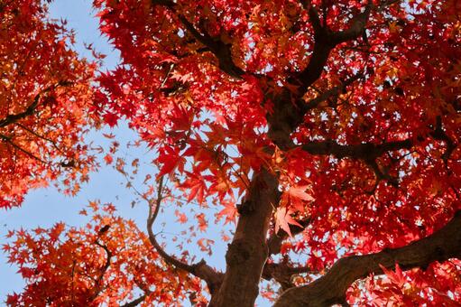 紅葉 もみじ,赤,オレンジの写真素材