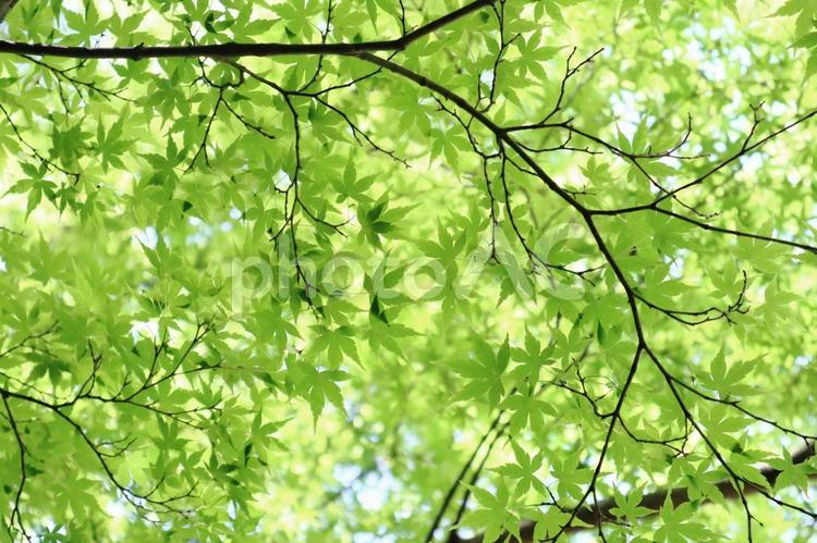 一面の青もみじ 青もみじ,モミジ,春の写真素材