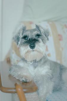 ミニチュアシュナウザー 犬,ペット,動物の写真素材