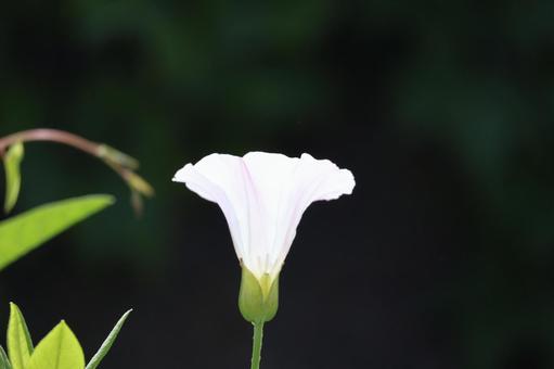 薄ピンク色の花びらのヒルガオの花のアップ 薄ピンク色の花びらのヒルガオの花のアップ 薄ピンク色,花びら,ヒルガオの写真素材