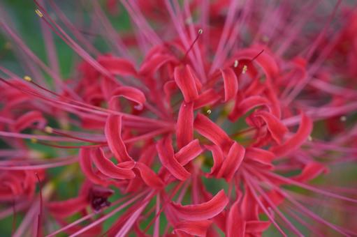 彼岸花 秋 彼岸花 秋 ヒガンバナ,秋,赤の写真素材
