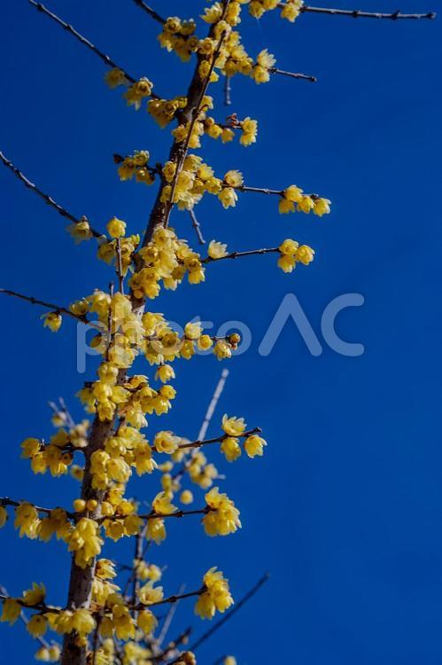 冬の古代蓮の里 ロウバイ,花,青空の写真素材