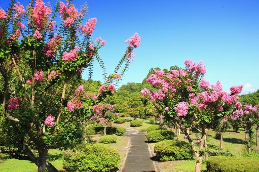 青空に映えるサルスベリの花 青空に映えるサルスベリの花 百日紅,サルスベリ,花の写真素材