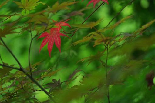 一枚だけの紅葉の写真