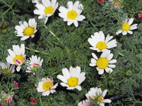 白い花 アナキクルス⑤ 白い花 アナキクルス⑤の写真