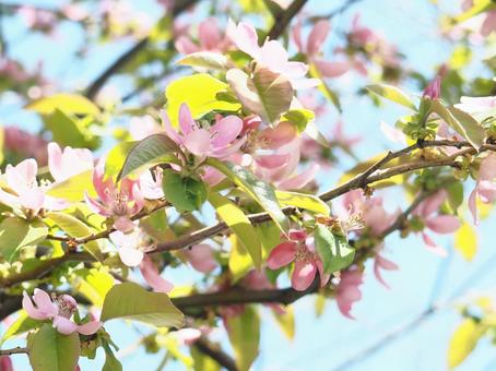 可憐な花梨の花 可憐な花梨の花の写真