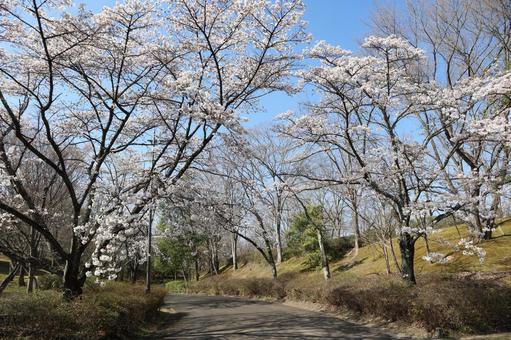 公園の桜 公園の桜の写真