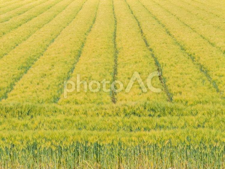 美しい小麦畑の畝 小麦畑,畑,小麦の写真素材