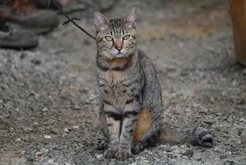Stray dog from Ehime Prefecture ②, JPG