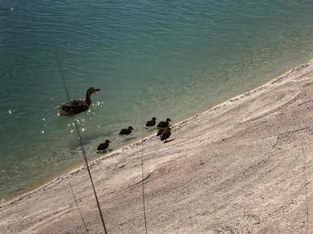 スペインの鳥たち 穏やか,日常,風景の写真素材