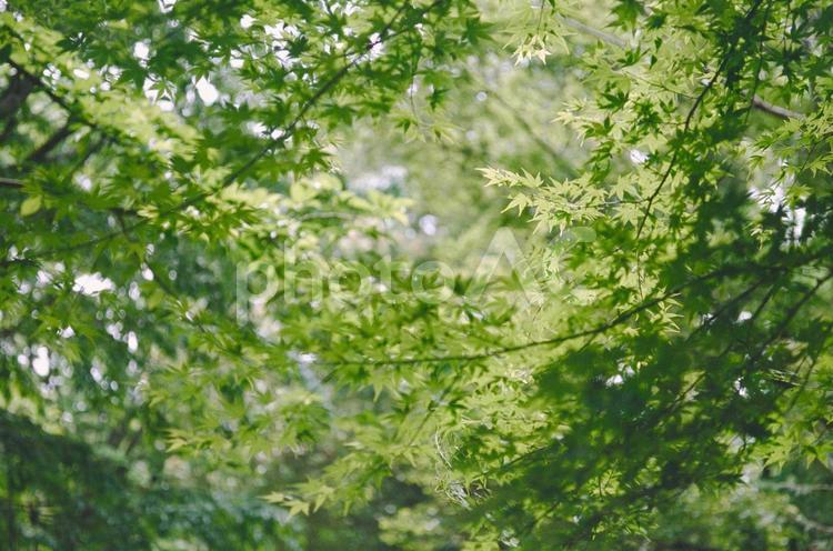 新緑のイメージ 春,新緑,自然の写真素材