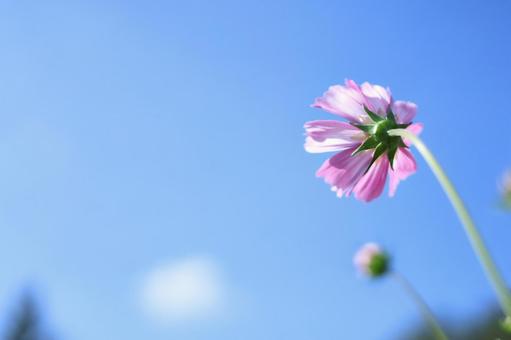 空を眺めるコスモス コスモス,秋桜,青空の写真素材