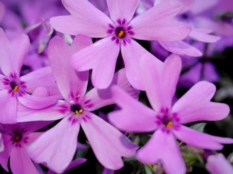 Pink moss phlox close-up, JPG Pink moss phlox close-up, JPG