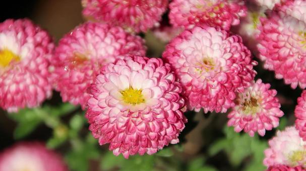 楽寿園の菊まつりにて 菊,秋,花の写真素材