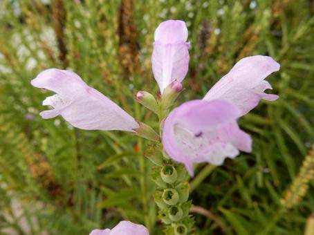 【花の写真】ハナトラノオ（花虎の尾） ハナトラノオ,花虎の尾,植物の写真素材