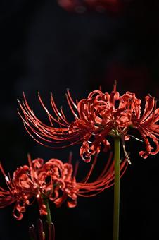 彼岸花 彼岸花 彼岸花,リコリス,花の写真素材