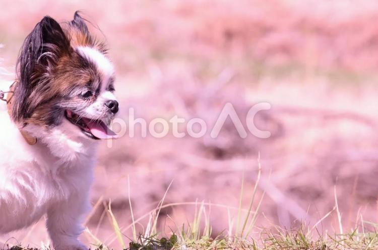 笑顔が素敵なワンコ様 チワワ,小さい犬,犬の写真素材