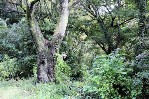 山道 山道の写真