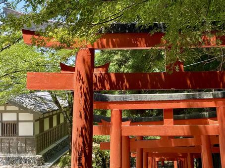 兵庫 出石城跡 諸杉神社の鳥居と青もみじ 兵庫 出石城跡 諸杉神社の鳥居と青もみじの写真
