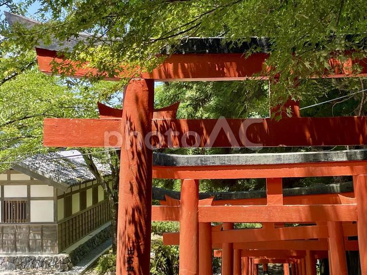 兵庫　出石城跡　諸杉神社の鳥居と青もみじ 諸杉神社,鳥居,朱色の写真素材