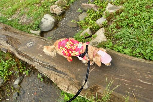 小川にかかった橋を慎重にわたる犬 小川にかかった橋を慎重にわたる犬の写真