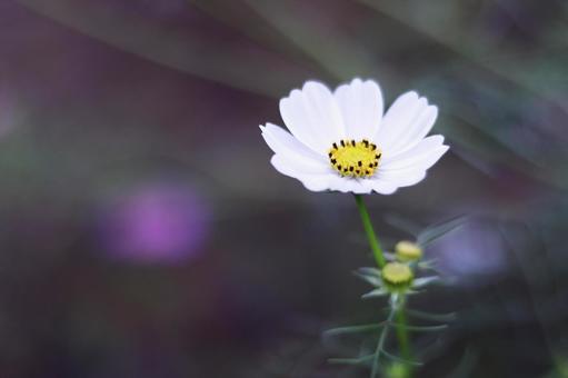 可憐な白いコスモス 可憐な白いコスモス コスモス,秋,花の写真素材
