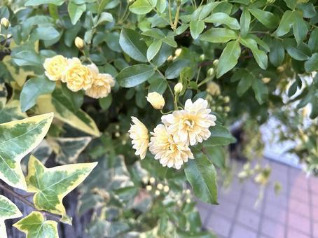 モッコウバラ モッコウバラの写真