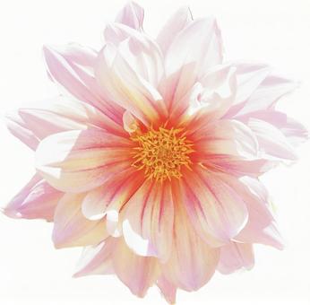 薄ピンクのお花 薄ピンクのお花 花,お花,薄ピンクの写真素材