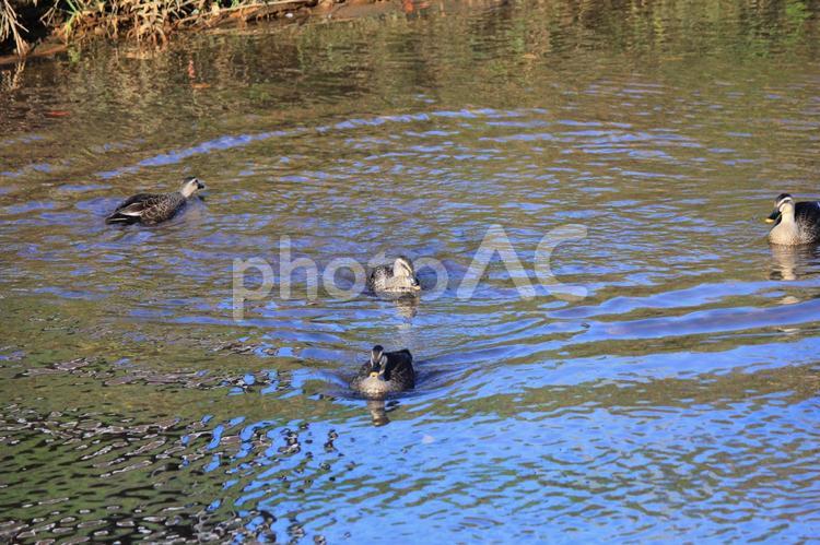 川を泳ぎまわる４羽のカモ カモ,鴨,水面の写真素材