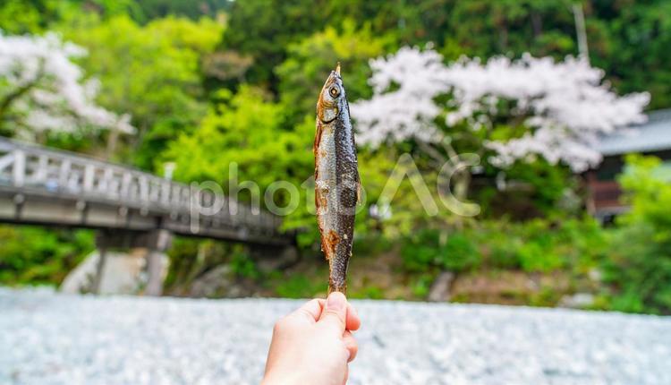 串刺しにした魚のヤマメの塩焼きを手に持つ ヤマメの塩焼き,夏,夏イメージの写真素材