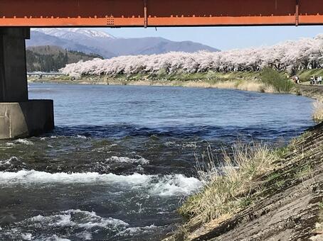 角館の桜の写真