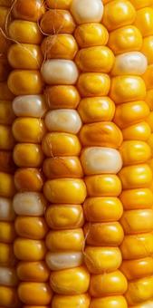 とうもろこし とうもろこしの写真