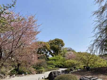 2022年4月東寺(京都)の風景 2022年4月東寺(京都)の風景 京都,東寺,桜の写真素材