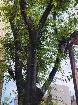 夏のカラス2 夏のカラス2 木,カラス,夏の写真素材