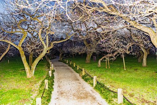 偕楽園公園　満開の梅園 偕楽園,花,梅の写真素材