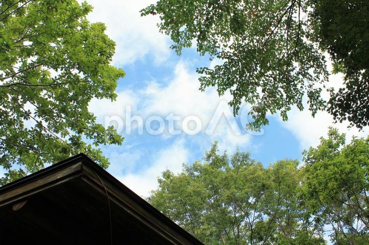 木々の間に見える夏の空とログハウスの屋根 雲,青,緑の写真素材