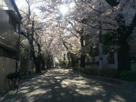 桜の道 桜の道の写真