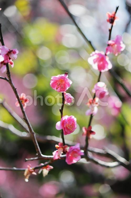 春の訪れを告げる梅の花 梅,春,花の写真素材