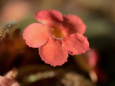 かわいらしいピンクの花 エピスシア,エピスキア・クプレアタ,紅桐草の写真素材