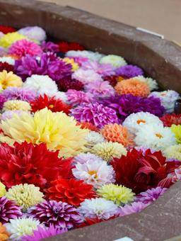 花手水 花手水の写真