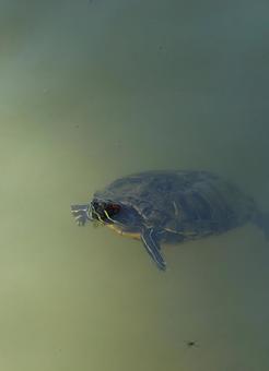 高田城のカメ2 高田城のカメ2の写真