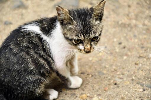 子ネコ  座る 子ネコ  座るの写真
