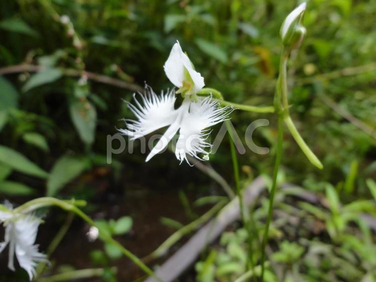 繊細な白、サギソウの静けさ サギソウ,花,植物の写真素材