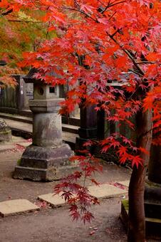 お寺の紅葉 お寺の紅葉の写真