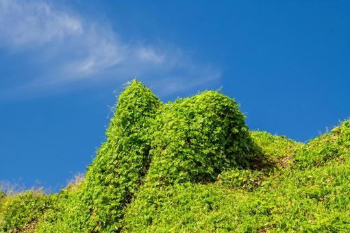 クズ⑶ クズ⑶ 植物,クズ,野草の写真素材