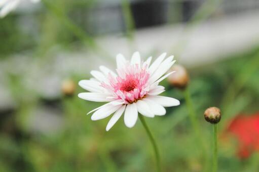 小さな花 小さな花の写真